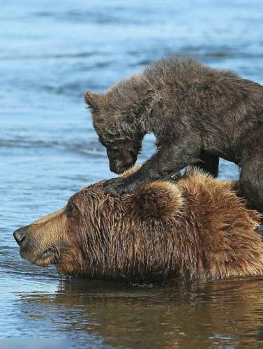棕熊媽媽背小熊過河,畫面溫馨