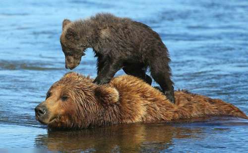 棕熊媽媽背小熊過河,畫面溫馨