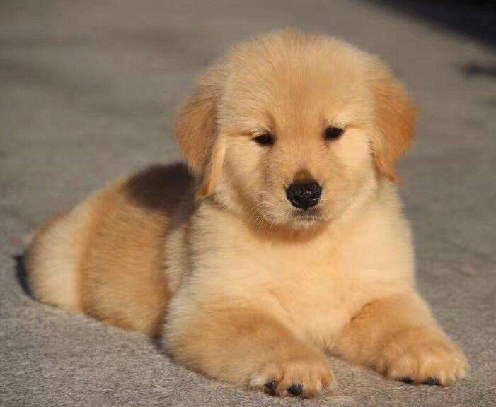 經(jīng)營寵物店要注意什么