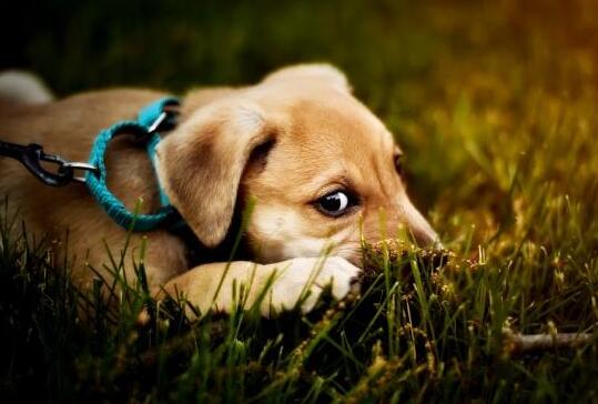 開(kāi)寵物店需要什么手續(xù)