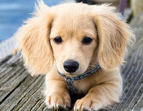 開(kāi)一家寵物店需要多少資金